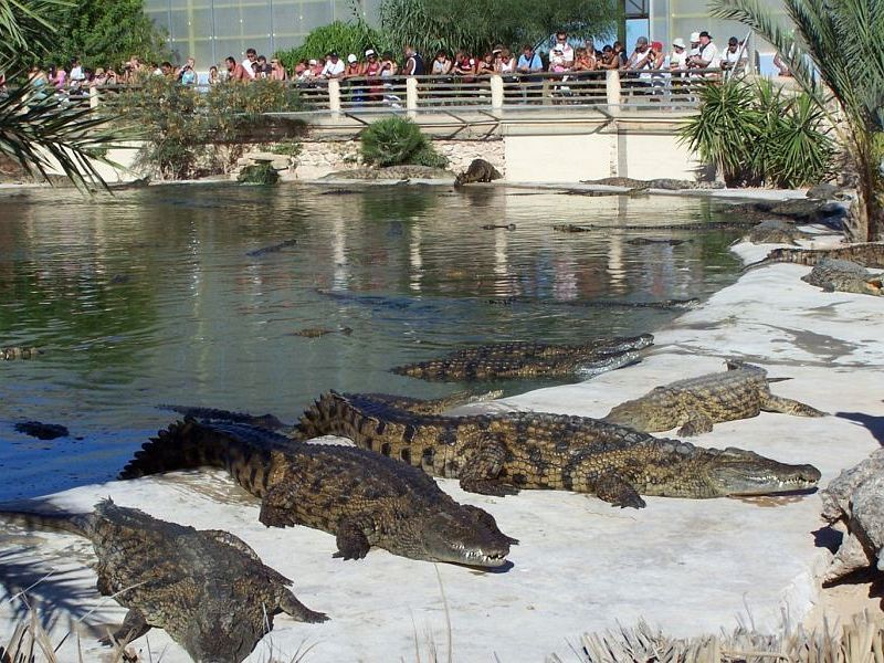 djerba krokodylove 4.jpg