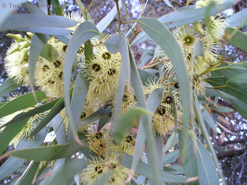 eukalyptus kvet.jpg