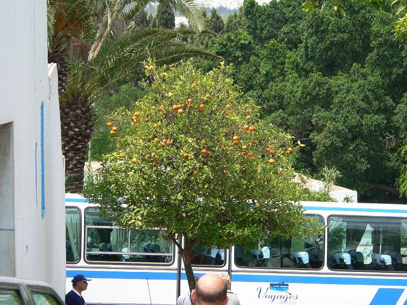 sidi bou said pomerancovnik.jpg
