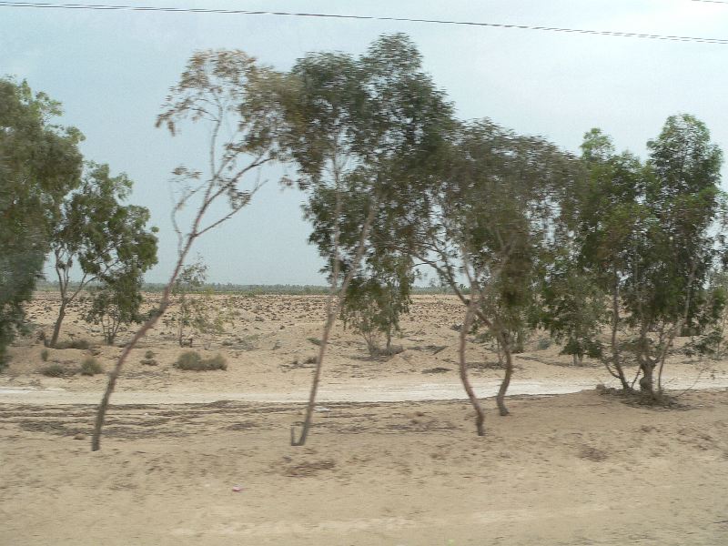 tunisko stromky 002.jpg