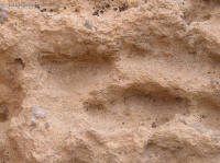 el jem 52
